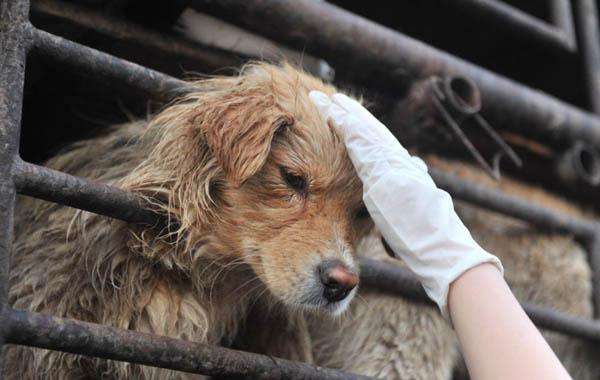 冒充警察救狗,撕裂社会于动物保护无益 冒充警察救狗,撕裂社会于动物保护无益